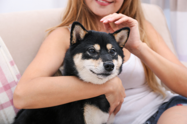 Tichý pejsek do bytu - Shiba inu. 